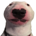 WalterDog.png