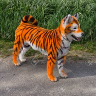 Dogtiger