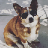 Corgi