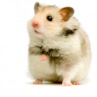 HamsterNotFound