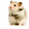 HamsterNotFound